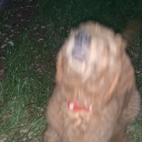 Meet your Posher, Kelli - Picture 3 of 3